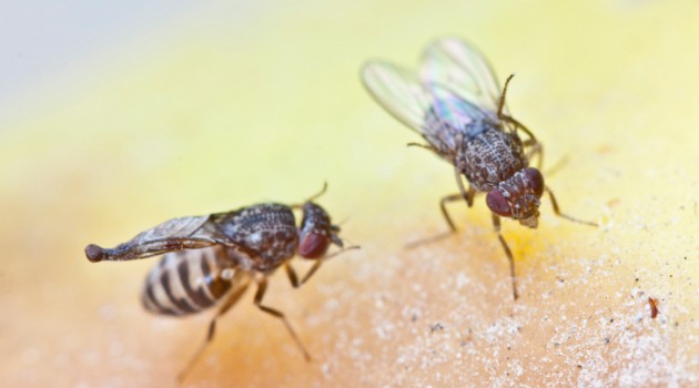 mosca-de-fruta-como-evitar