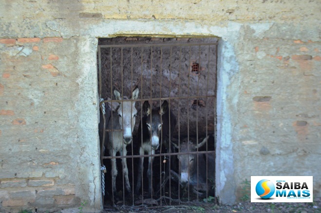 FOTO: Portal Saiba Mais