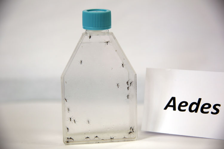 paho_ciclo-de-vida-do-aedes_04