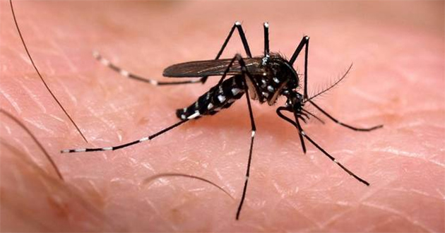 chikungunya-052