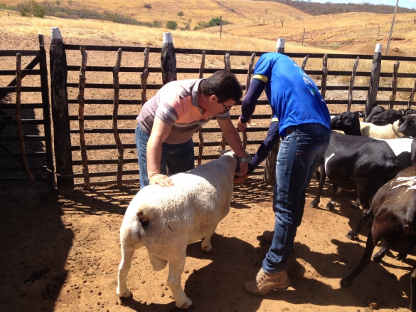 Um dos setores beneficiados com apoio e assistência técnica é a ovinocaprinocultura(Foto:Ascom Emater)